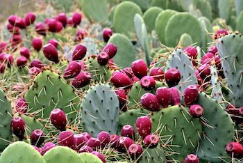 Prickly Pear